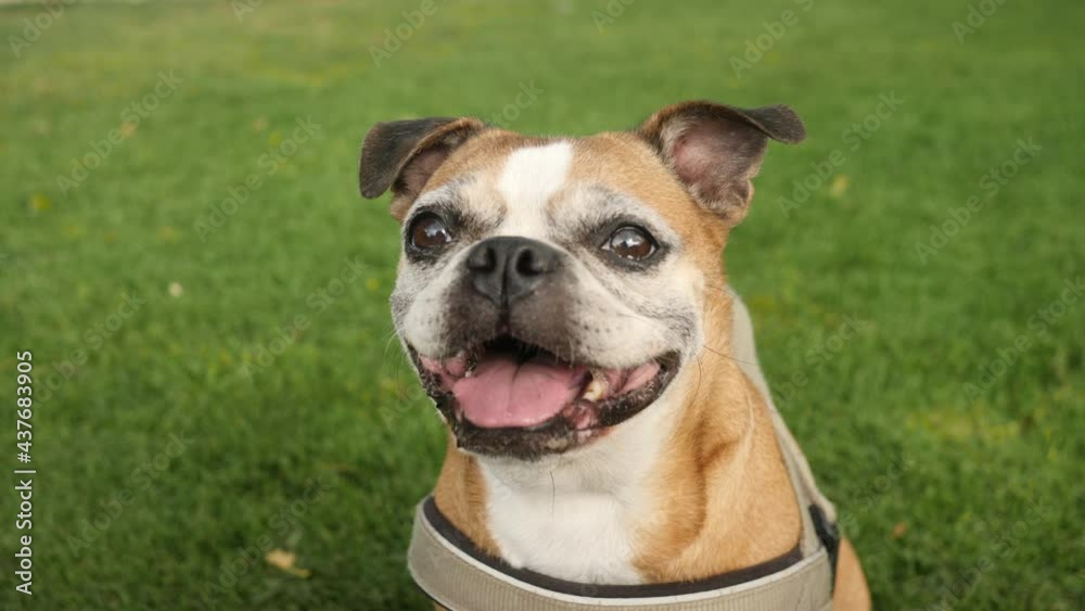 Old pug dog staring excitedly into camera. Head shot. Old pug dog staring excitedly into camera. Head shot.