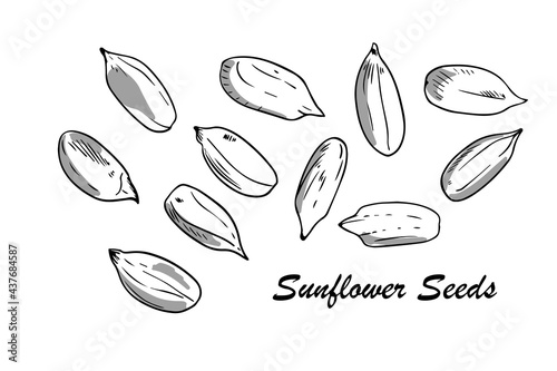 Hand drawn sunflower seeds with shadows. Outline style, vector ink drawing illustration on isolated background.