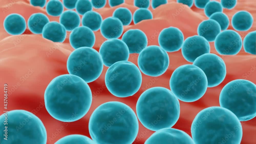 Staphylococcus bacteria on a surface such as mucosa or skin