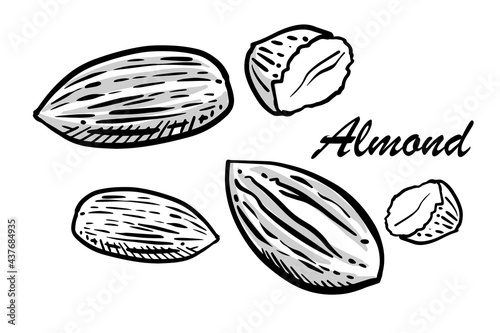 Hand-drawn set of almonds with shadows. Outline style, ink drawing vector illustration on isolated background.