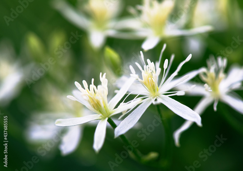 低いところに咲くセンニンソウの花1