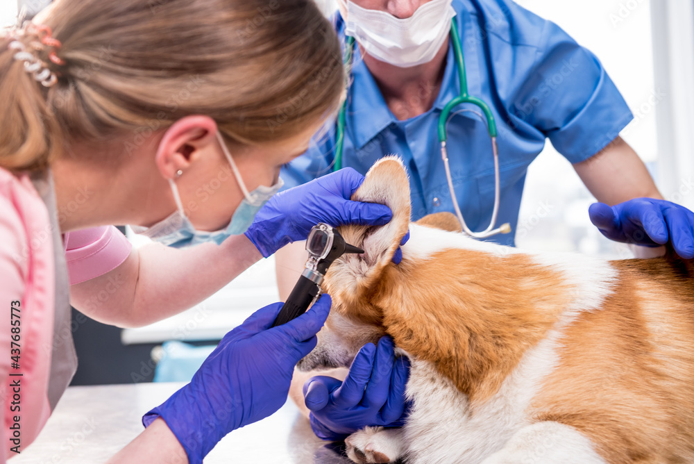 A team of veterinarians examines the ears of a sick Corgi dog using an otoscope A team of veterinarians examines the ears of a sick Corgi dog using an otoscope