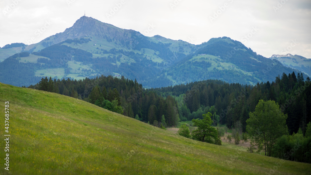 Kitzbüheler Horn mit Wiese und Wald