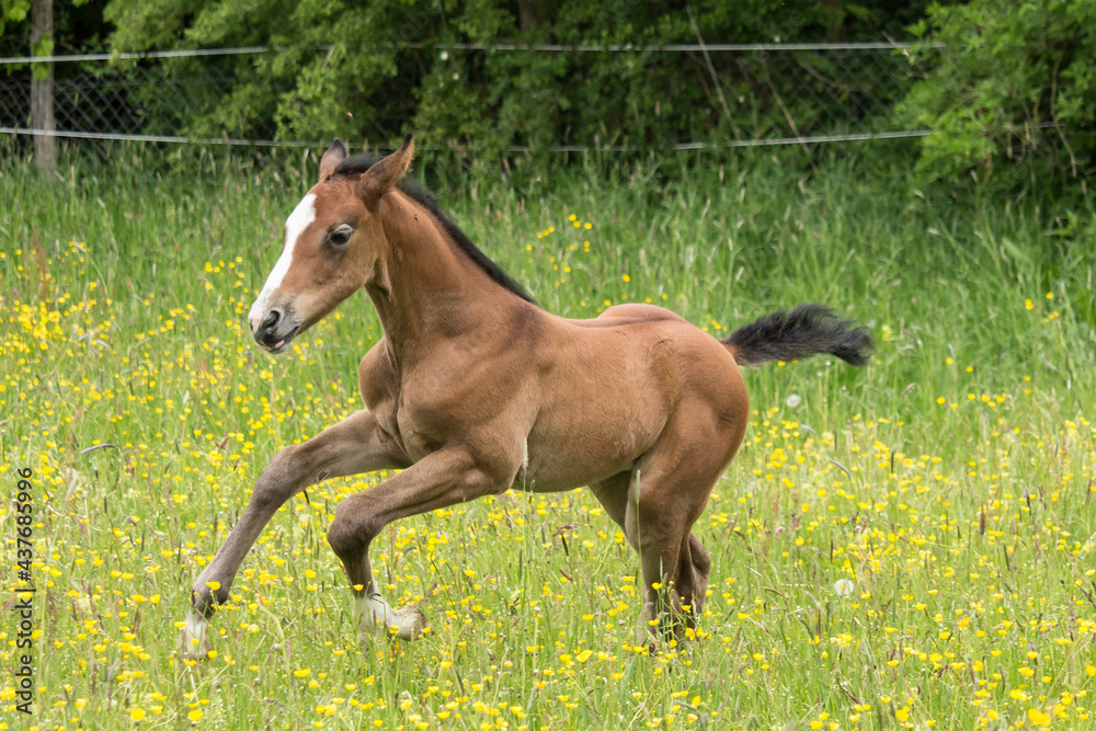 Fototapeta premium springendes Fohlen im Frühling