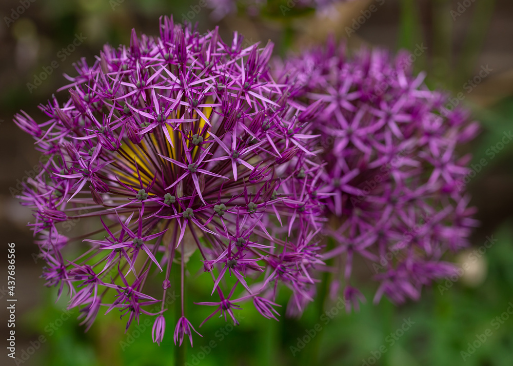 Purple Allium Flower Heads in full Bloom Purple Allium Flower Heads in full Bloom