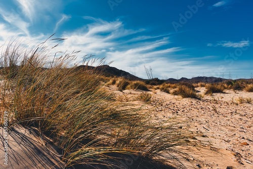 Fototapeta Naklejka Na Ścianę i Meble -  virgin beach dunes