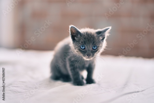Fototapeta Naklejka Na Ścianę i Meble -  Adorable grey cat relaxing at the bed.