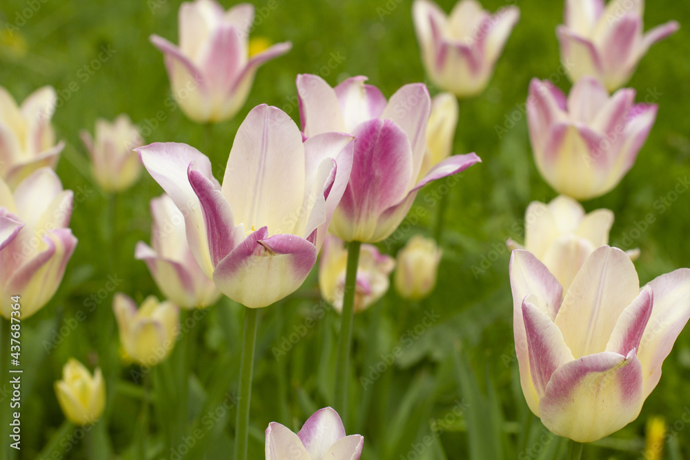 Flowerbed of fresh gentle pink-yellow tulips with straight slim green stems in a spring city park, close-up, horizontal.