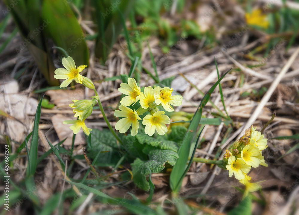 small yellow flowers in the forest on a summer day