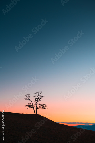 Lonely larch tree on the hill against the sky at sunset. Baikal lake, Siberia, Russia. Beautiful nature background