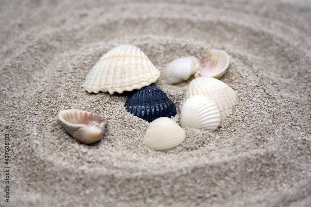 Seashells on the fine sand. Selective focus. Seashells on the fine sand. Selective focus.