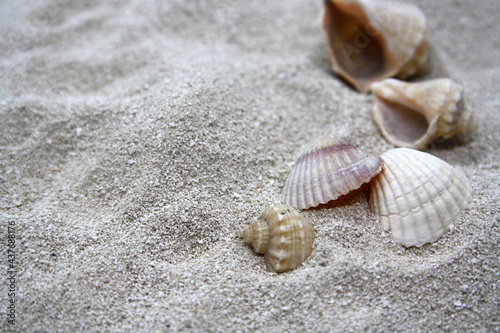 Sea round stones and seashells on the fine sand. Selective focus.