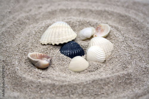 Seashells on the fine sand. Selective focus.