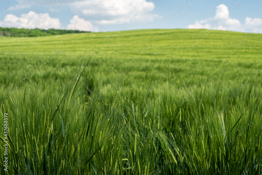 Field Field