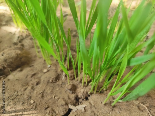 Grass in the ground