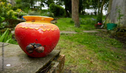 2 snails together Yorkshire Dales smallholding garden. © Fencewood studio