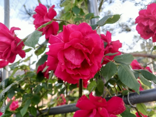 Red rose beautiful flower on background.Nature
