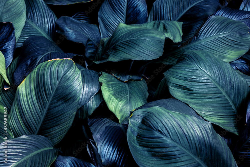 custom made wallpaper toronto digitaltropical leaves, abstract green leaves texture, nature background