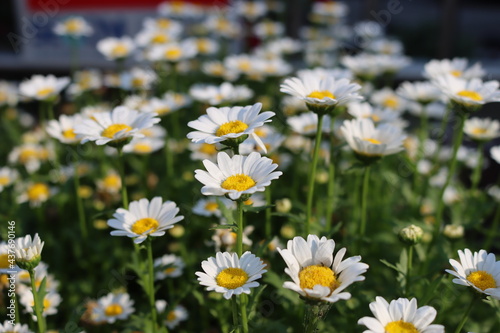 Beautiful yellow korean flower on background.Nature