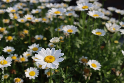 Beautiful yellow korean flower on background.Nature
