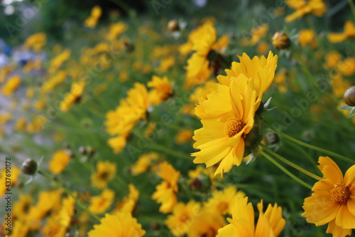 Beautiful yellow korean flower on background.Nature