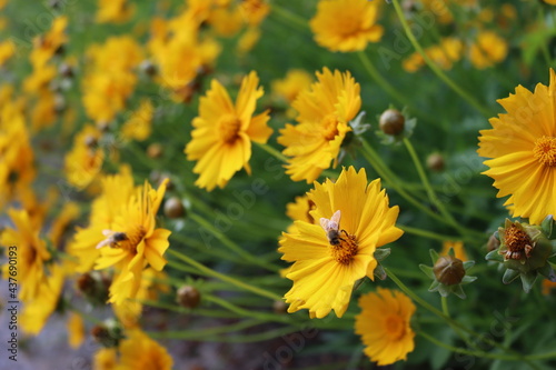 Beautiful yellow korean flower on background.Nature