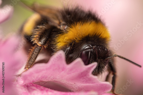 close up of a bee © Xabier