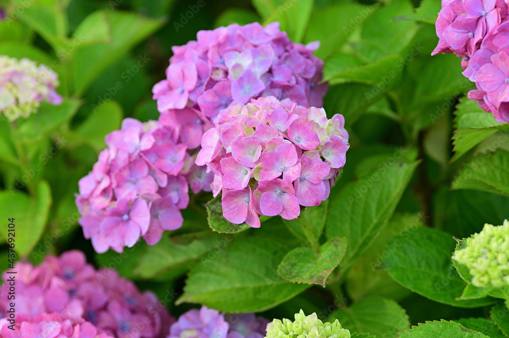 In Japan, hydrangeas start blooming from June to July In Japan, hydrangeas start blooming from June to July