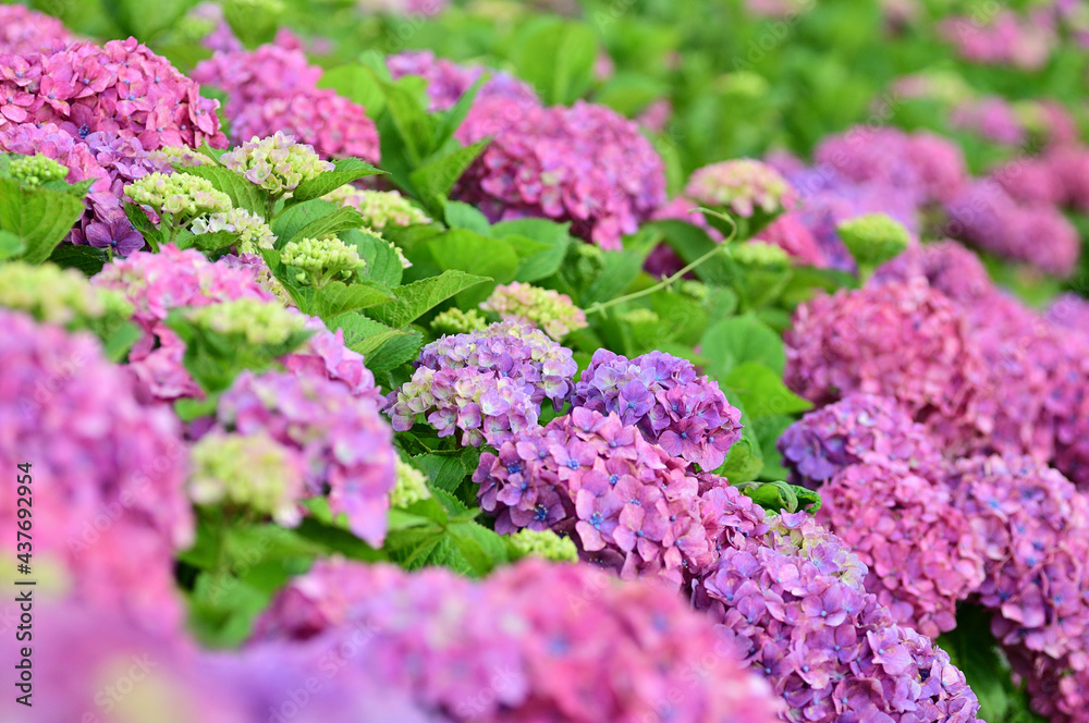 In Japan, hydrangeas start blooming from June to July In Japan, hydrangeas start blooming from June to July