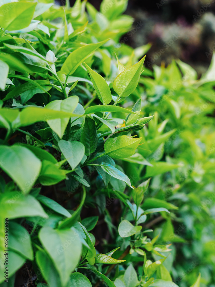 young leaves on a bush - hedge close-up young leaves on a bush - hedge close-up