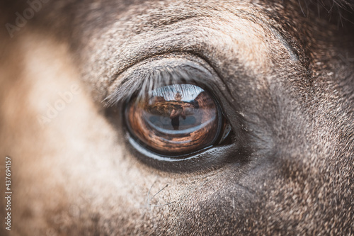 Pferd / Auge / Detail © Petra Fischer