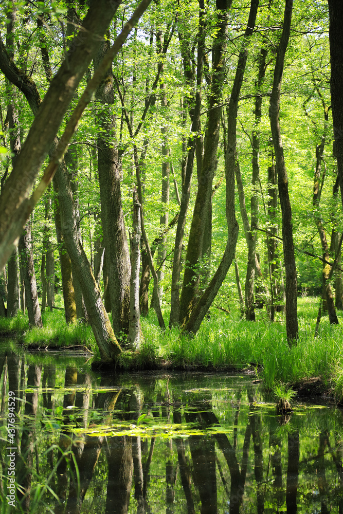 The nature reserve briese swamp (Briesetal) in federal state Brandenburg - Germany The nature reserve briese swamp (Briesetal) in federal state Brandenburg - Germany