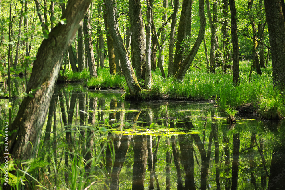 The nature reserve briese swamp (Briesetal) in federal state Brandenburg - Germany The nature reserve briese swamp (Briesetal) in federal state Brandenburg - Germany