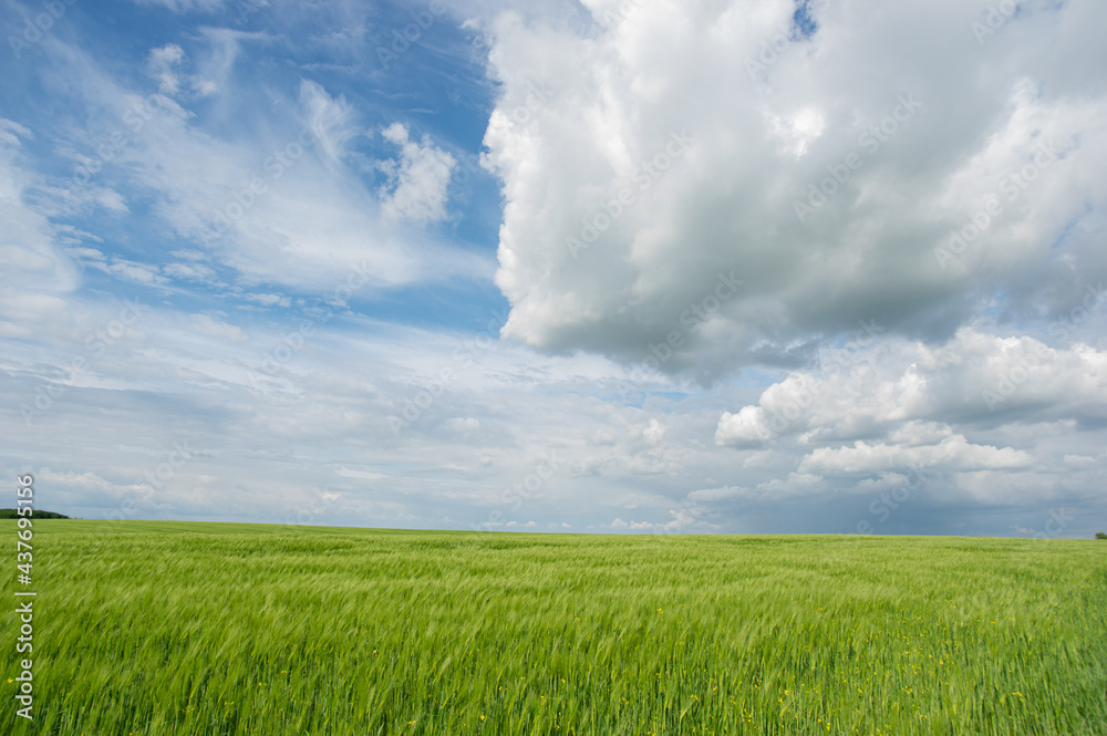 Summer landscape, wheat field on a summer day Summer landscape, wheat field on a summer day