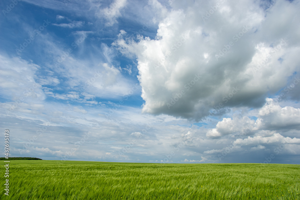 Summer landscape, wheat field on a summer day Summer landscape, wheat field on a summer day