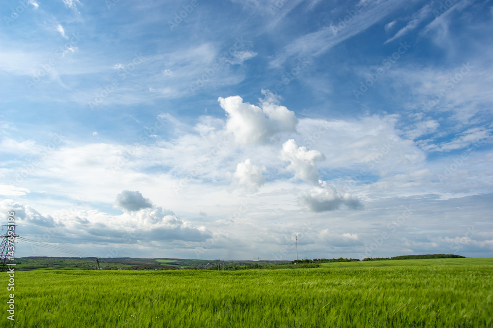 Summer landscape, wheat field on a summer day Summer landscape, wheat field on a summer day