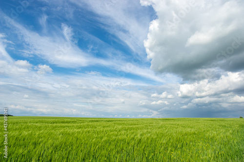 Summer landscape, wheat field on a summer day © onyx124