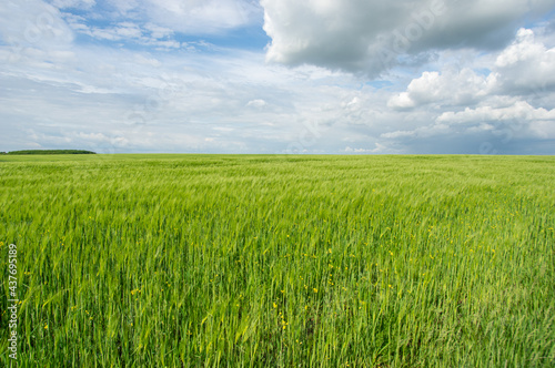 Summer landscape  wheat field on a summer day