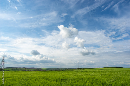 Summer landscape  wheat field on a summer day