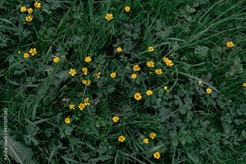 A lot of little yellow flowers in the grass