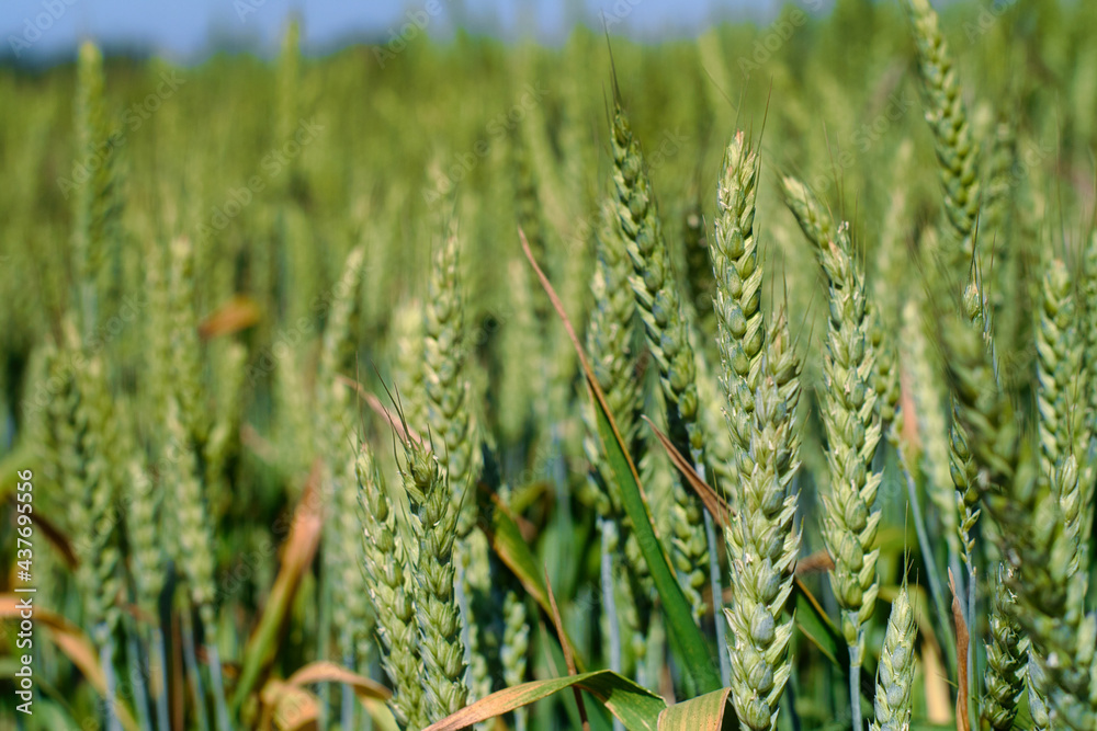Green wheat field in summer Serbia