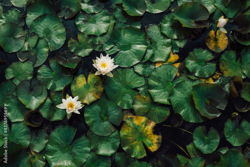 Narcissus　flower　Japanese landscape
