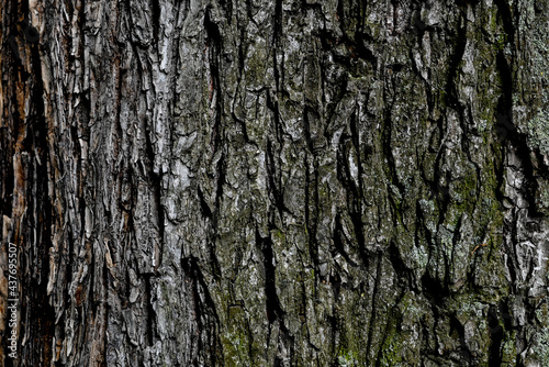 Bark of a tree with green moss