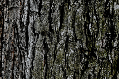Bark of a tree with green moss