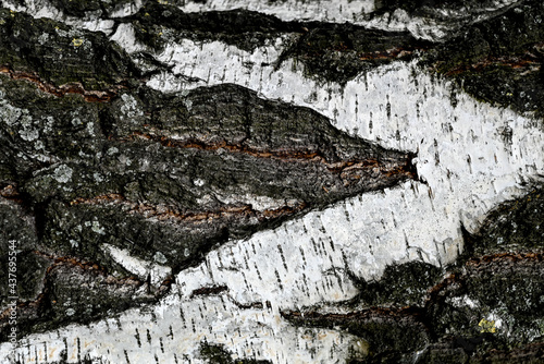 Birch bark texture 
