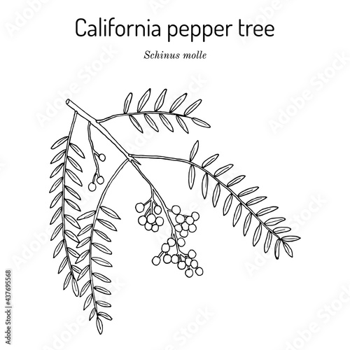 California pepper tree, or Peruvian peppertree Schinus molle