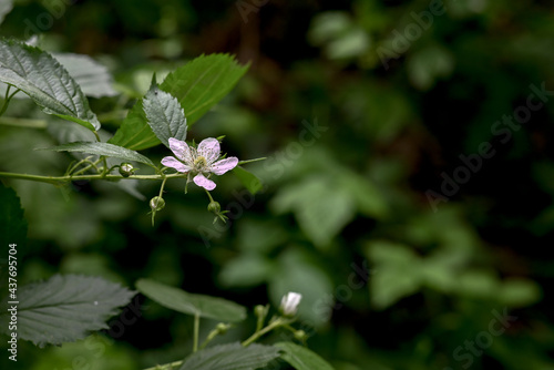 White flower with green buds