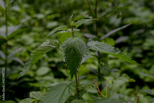 Close up of nettle