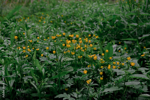 Small yellow flowers in the garden