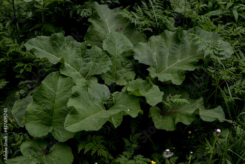 Green leaves of a burdock